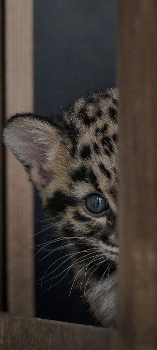 Profil de Wafi